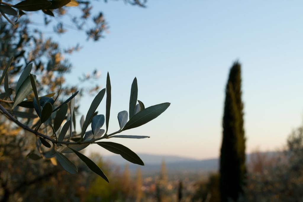 Villa Degli Ulivi Assisi Exterior foto